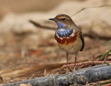 Blåhake Bluethroat Luscinia svecica
