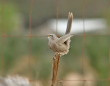Arabskriktrast Arabian Babbler Turdoides squamiceps