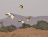 Rallhäger Squacco Heron Ardeola ralloides