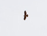 Hökörn Bonelli's Eagle Aquila fasciatus