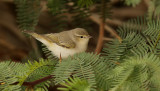 Balkansångare Eastern Bonelli's Warbler Phylloscopus orientalis