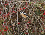 Masktrnskata <br> Masked Shrike <br> Lanius nubicus