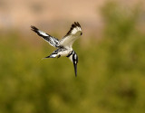 Grfiskare <br> Pied Kingfisher <br> Ceryle rudis