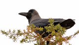 Huskrka<br> House Crow<br> Corvus splendens