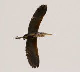 Purpurhger <br> Purple Heron<br> Ardea purpurea