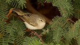 Balkansångare Eastern Bonelli's Warbler Phylloscopus orientalis