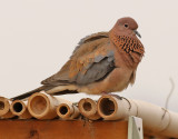 Palmduva Laughing Dove Streptopelia senegalensis