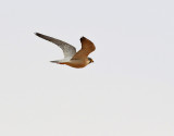 Berberfalk Barbary Falcon Falco pelegrinoides