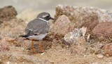 Strre strandpipare <br> Charadrius hiaticula <br> Common Ringed Plover (Ringed Plover)