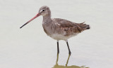 Rdspov <br>Black-tailed Godwit<br>Limosa limosa