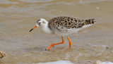 Brushane Ruff Philomachus pugnax