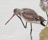 Rödspov Black-tailed GodwitLimosa limosa
