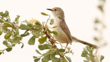Streckad prinia Graceful Prinia Prinia gracilis