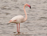 Strre flamingo <br>Phoenicopterus roseus<br>Greater Flamingo