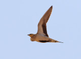 kenflyghna<br> Spotted Sandgrouse<br> Pterocles senegallus