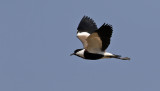 Sporrvipa <br> Spur-winged Plover <br> Vanellus spinosus