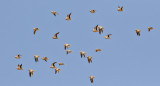 Kronflyghna <br>Crowned Sandgrouse<br> Pterocles coronatus