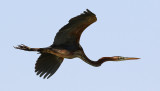 Purpurhger <br> Purple Heron<br> Ardea purpurea