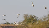 Sandtrna <br> Gull-Billed Tern <br>Sterna nilotica