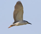 Natthger <br> Black-crowned Night <br> Heron Nycticorax nycticorax