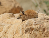 Golden Spiny Mouse <br> Acomys russatus