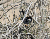 Cypernsngare<br> Cypros Warbler<br> Sylvia melanothorax