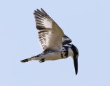 Gråfiskare Pied Kingfisher Ceryle rudis