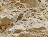 Bergsparv<br> Mountain Bunting<br> Emberiza striolata