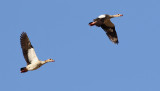 Nilgs <br> Egyptian Goose <br> Alopochen aegyptiacus