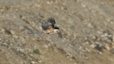 Blskata<br>Cyanopica cyanus<br>Azure-winged Magpie