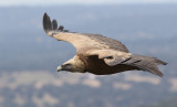 Gsgam<br>Eurasian Griffon Vulture<br>Gyps fulvus