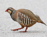 Rdhna <br> Red-legged Partridge <br> Alectoris rufa