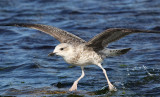 Medelhavstrut <br>Yellow-legged Gull <br> Larus michahellis