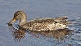 Kricka <br> Common Teal (Eurasian Teal)<br> Anas crecca