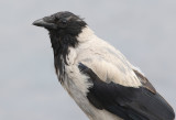 Grkrka <br> Hooded Crow<br> Corvus cornix