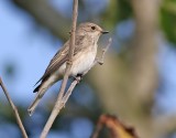 Gr flugsnappare<br> Spotted Flycatcher<br> Muscicapa striata