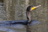 Storskarv <br> Great Cormorant<br> Phalacrocorax carbo