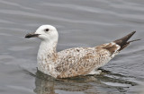 Kaspisk trut <br> Caspian Gull<br> Larus cachinnans