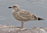 Grtrut <br> European Herring Gull <br> Larus argentatus