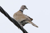 Turkduva <br> Eurasian Collared Dove <br> Streptopelia decaocto