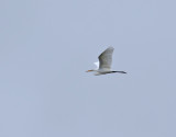 Amerikansk gretthger <br> American Great Egret <br> Egretta alba egretta