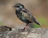 Stare <br> Common Starling <br> Sturnus vulgaris granti