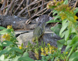 Vitkindad skogssngare <br> Blackpoll Warbler <br> Dendroica striata
