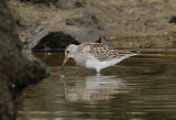 Tuvsnppa <br>  Pectoral Sandpiper <br> Calidris melanotos