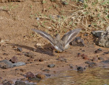Flckdrillsnppa <br> Spotted Sandpiper <br> Actitis macularia