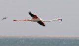Strre flamingo <br> Greater Flamingo <br> Phoenicopterus roseus