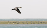 Storskarv <br> White-breasted Cormorant <br> Phalacrocorax lucidus