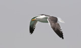 Silltrut <br> Lesser Black-backed Gull<br> Larus fuscus