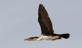 Vitbrstad skarv <br> White-breasted Cormorant <br> Phalacrocorax lucidus