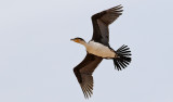 Vitbrstad skarv <br> White-breasted Cormorant <br> Phalacrocorax lucidus